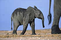 African Elephant (Loxodonta africana) calf following an adult, Chobe River, Botswana