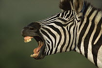 Burchell's Zebra (Equus burchellii) close-up of face of braying animal, Hluhluwe-umfolozi Game Reserve, South Africa