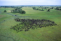 Cape Buffalo (Syncerus caffer) herd followed by Cattle Egret (Bubulcus ibis) flock, Okavango Delta, Botswana