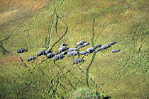 African Elephant (Loxodonta africana) herd in swamp, Okavango Delta, Botswana