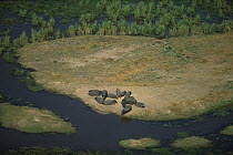 Hippopotamus (Hippopotamus amphibius) pod resting, Okavango Delta, Botswana