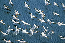 Great White Pelican (Pelecanus onocrotalus) flock taking-off, Okavango Delta, Botswana
