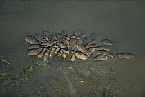 Hippopotamus (Hippopotamus amphibius) pod, Maputaland, South Africa