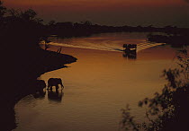 African Elephant (Loxodonta africana) drinking as tourist boat cruises by, Chobe River, Botswana