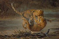 Leopard (Panthera pardus) two females fighting, Sabi-sands Game Reserve, South Africa