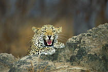 Leopard (Panthera pardus) snarling, Sabi Sands Game Reserve, South Africa