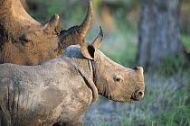 White Rhinoceros (Ceratotherium simum) adult and young, Londolozi, Sabi-sands Game Reserve, South Africa