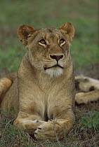 African Lion (Panthera leo) female Londolozi, Sabi-Sand Game Reserve, South Africa