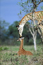 South African Giraffe (Giraffa giraffa giraffa) mother and young, Londolozi, Sabi-Sand Game Reserve, South Africa