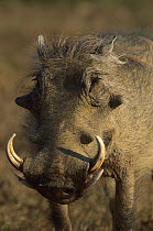 Cape Warthog (Phacochoerus aethiopicus) portrait, Eastern Cape, South Africa
