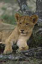 African Lion (Panthera leo) cub, Londolozi, Sabi-Sand Game Reserve, South Africa