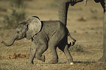 African Elephant (Loxodonta africana) calf, Eastern Cape, South Africa