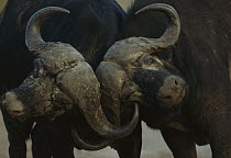 Cape Buffalo (Syncerus caffer) bulls sparring, winter, Malamala Game Reserve, South Africa