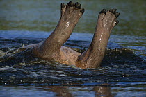 Hippopotamus (Hippopotamus amphibius) toes coming out of the water as he is rolling, Moremi Wildlife Reserve, Botswana