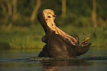Hippopotamus (Hippopotamus amphibius) threat yawning, Moremi Wildlife Reserve, Botswana