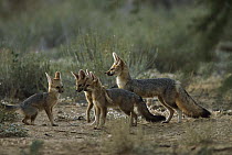 Cape Fox (Vulpes chama) mother and pups, Kgalagadi Transfrontier Park, South Africa