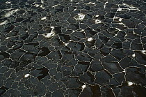 Patterns in alkaline salt crust on surface of Lake Natron, Tanzania