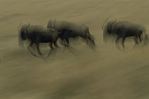 Blue Wildebeest (Connochaetes taurinus) three migrating, Masai Mara National Reserve, Kenya
