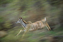 Greater Kudu (Tragelaphus strepsiceros) male running, Londolozi, Sabi Sands Private Game Reserve, South Africa