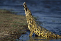 Nile Crocodile (Crocodylus niloticus) swallowing a goose, summer, Moremi wildlife Reserve, Botswana