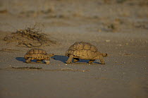 Leopard Tortoise (Geochelone pardalis) male at left, female at right, Kgalagadi Transfrontier Park, South Africa
