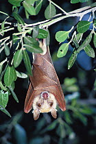 Peter's Epauletted Fruit Bat (Epomophorus crypturus) hanging upside down, Kruger National Park, South Africa