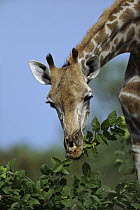 Southern Giraffe (Giraffa giraffa) browsing foliage, summer, Savuti, Chobe National Park, Botswana