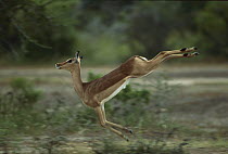 Impala (Aepyceros melampus) running, Kruger National Park, South Africa