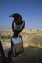 Pied Crow (Corvus albus) sitting on mirror of car, Etosha National Park, Namibia