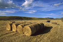 Hay bails, in April, Mpumalanga Highveld, South Africa