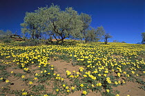 Yellow Vine (Tribulus terrestris), Kgalagadi Transfrontier Park, South Africa