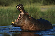 Hippopotamus (Hippopotamus amphibius) bull threat yawning, Khwai River, Botswana