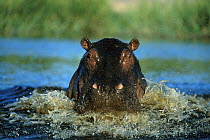 Hippopotamus (Hippopotamus amphibius) charging, Khwai River, Botswana
