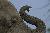 African Elephant (Loxodonta africana) bull's trunk curling, spring, Chobe National Park, Botswana