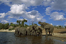African Elephant (Loxodonta africana) group in the Chobe River, Botswana