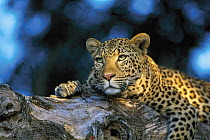 Leopard (Panthera pardus) laying in tree, Sabi Sands Private Game Reserve, South Africa
