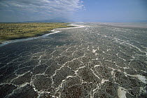 Soda and algae crust on Lake Natron, Tanzania