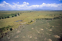 Grassland plains, Masai Mara, Kenya