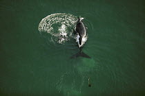 Southern Right Whale (Eubalaena australis) aerial, Walker Bay, South Africa