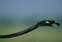 Long-tailed Widow (Euplectes progne) side view of a male flying, Marievale, South Africa