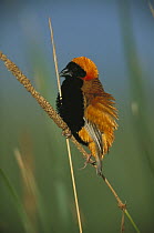 Red Bishop (Euplectes orix) perched on cattail, Marievale, Gauteng, South Africa