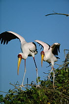 Yellow-billed Stork (Mycteria ibis) pair, Chobe River, Caprivi Strip, Namibia
