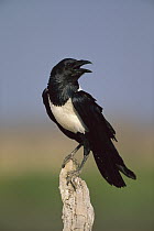 Pied Crow (Corvus albus), Etosha National Park, Namibia