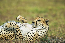 Cheetah (Acinonyx jubatus) male lying on back, Lewa Wildlife Conservancy, Kenya