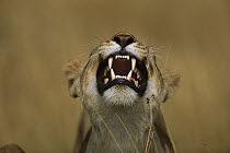 African Lion (Panthera leo) female growling, Masai Mara National Reserve, Kenya