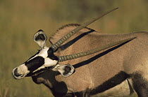 Gemsbok (Oryx gazella), Kalahari Desert, South Africa