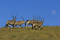 Gemsbok (Oryx gazella) group on savanna, Kalahari, South Africa
