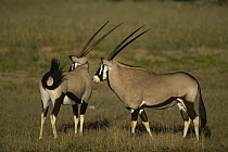 Gemsbok (Oryx gazella) on savanna, Kalahari Desert, South Africa