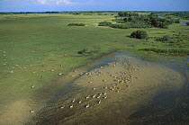 Lechwe (Kobus leche) aerial shot of a herd in summertime, Okavango Delta, Botswana