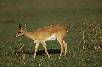 Oribi Antelope (Ourebia ourebi) male marking territory with preorbital gland, Masai Mara National Reserve, Kenya